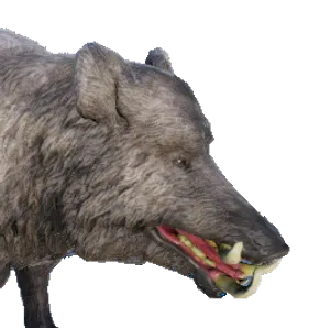 Boar