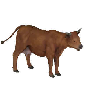 Cow