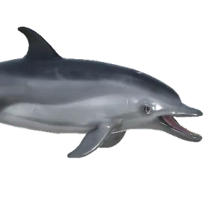 Dolphin