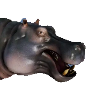 Hippopotamus