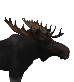 Moose