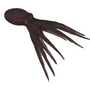 Octopus