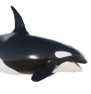 Orca