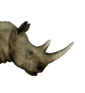 Rhino
