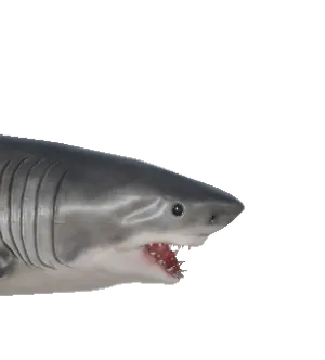 Shark
