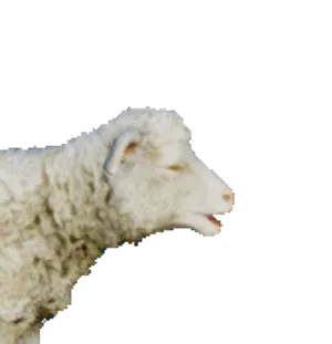 Sheep