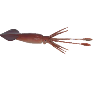 Squid