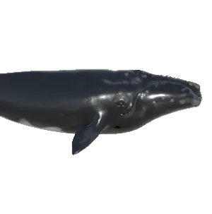 Whale