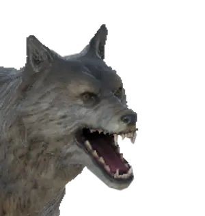 Wolf