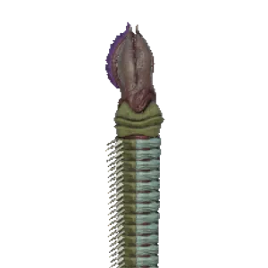 Giant Worm