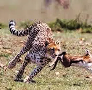 Track the Prey